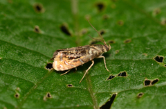 Grapholita prunivora