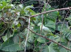 Amazona farinosa