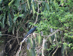 Crotophaga major