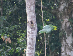 Amazona farinosa