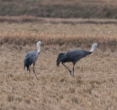 Grus monacha