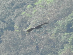 Ictinaetus malaiensis