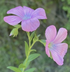 Linum viscosum