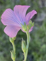 Linum viscosum
