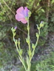 Linum viscosum