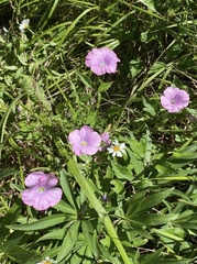 Linum viscosum
