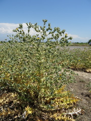 Cousinia polycephala