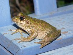 Ranoidea cyclorhynchus