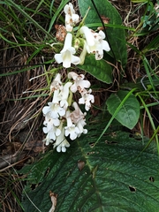 Streptocarpus vandeleurii