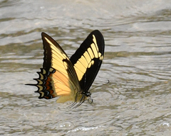 Heraclides androgeus