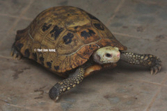 Indotestudo elongata