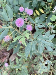 Mimosa albida image