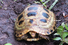 Indotestudo elongata