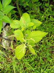 Varronia curassavica