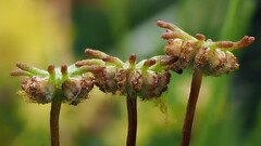 Marchantia polymorpha montivagans