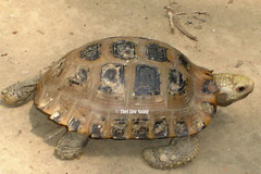 Indotestudo elongata
