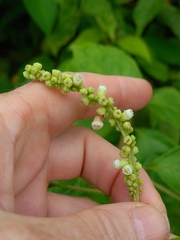 Varronia curassavica