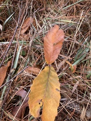 Castanea pumila