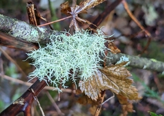 Usnea subfloridana
