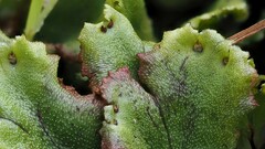 Marchantia polymorpha montivagans