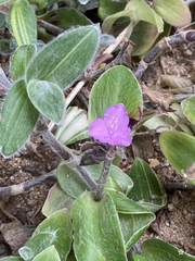 Tradescantia sillamontana