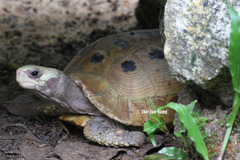 Indotestudo elongata