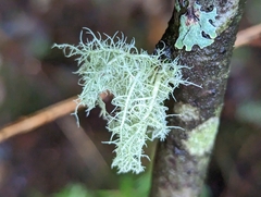 Usnea subfloridana