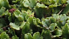 Marchantia polymorpha montivagans