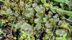Marchantia polymorpha montivagans