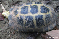 Indotestudo elongata