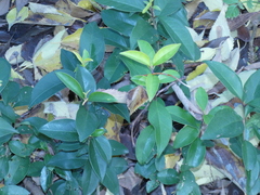 Ligustrum lucidum