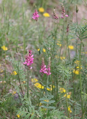 Onobrychis viciifolia