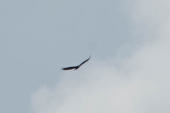 Cathartes melambrotus