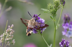 Hemaris fuciformis