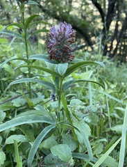 Trifolium rubens