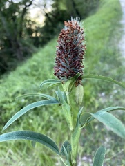 Trifolium rubens
