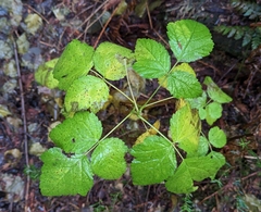 Rubus spectabilis