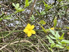 Jasminum mesnyi