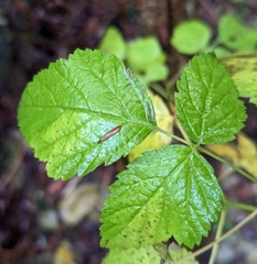 Rubus spectabilis