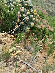 Leucospermum conocarpodendron conocarpodendron