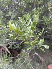 Zanthoxylum capense