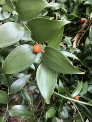 Ruscus