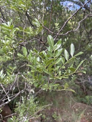 Zanthoxylum capense
