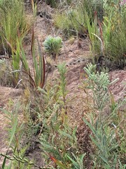 Leucospermum conocarpodendron conocarpodendron
