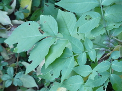 Sambucus nigra