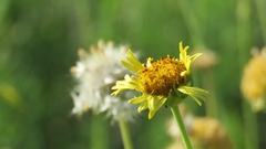 Gaillardia megapotamica