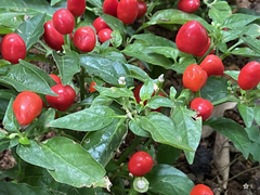 Capsicum annuum conoides