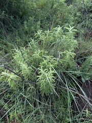 Syncolostemon macrophyllus