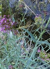 Centranthus lecoqii