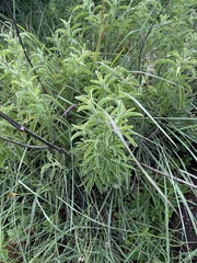 Syncolostemon macrophyllus